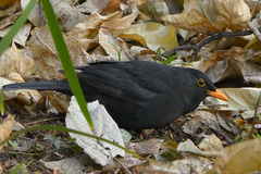 Turdus merula