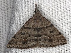 Dichromodes mesogonia