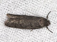 Ericrypsina chorodoxa