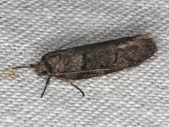 Ericrypsina chorodoxa