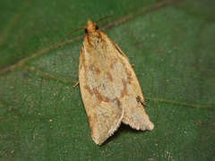 Clepsis pallidana