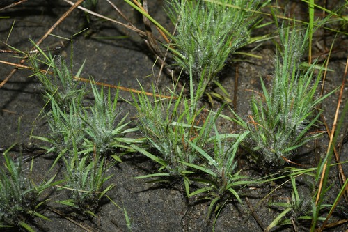 Smallseed paspalum (Paspalum parviflorum)