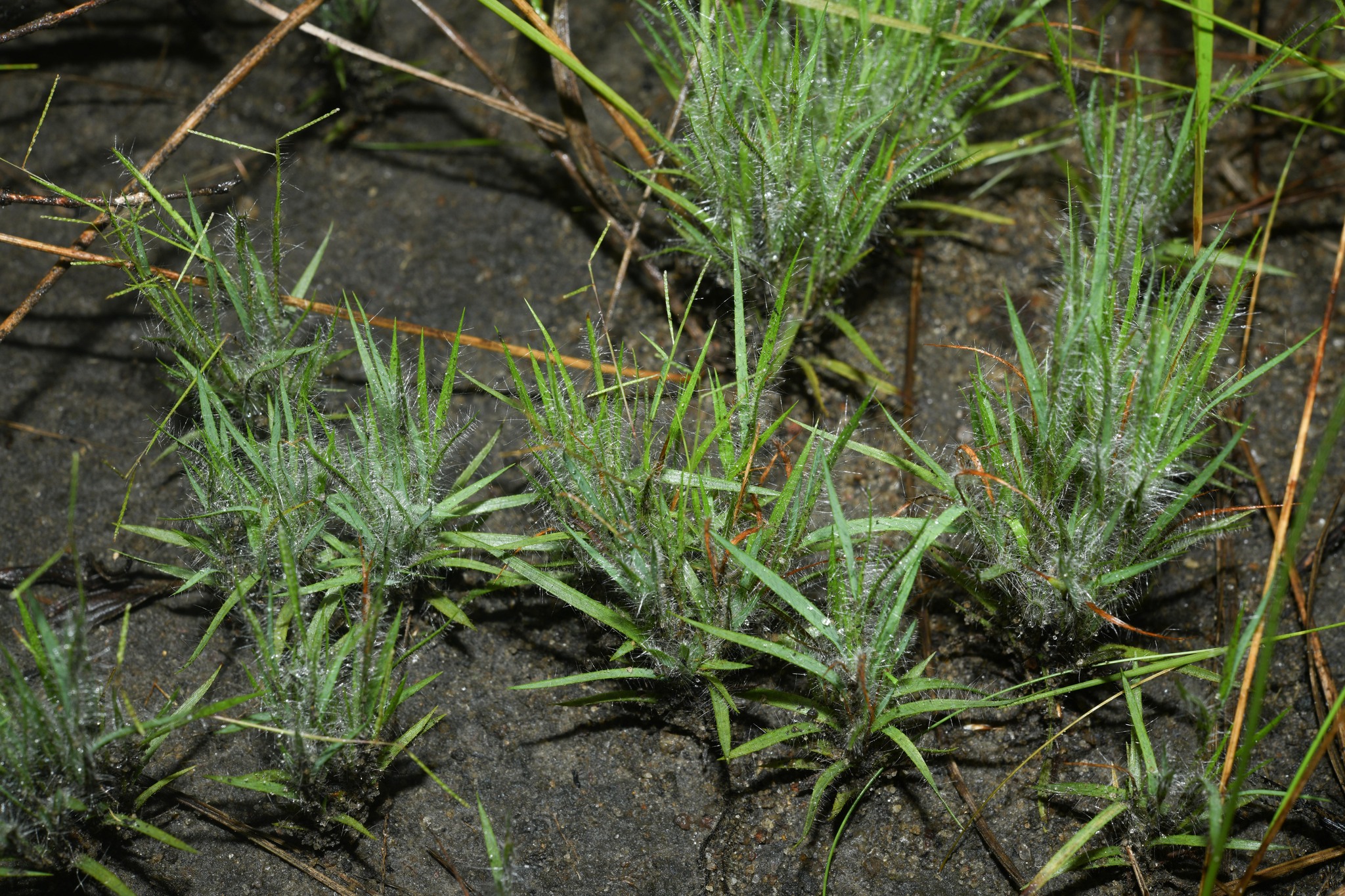 Paspalum parviflorum