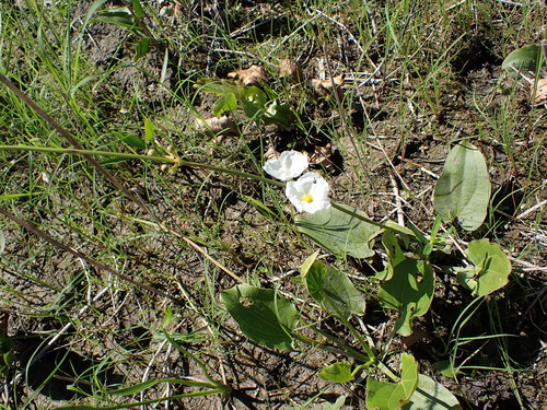 Image of Echinodorus cordifolius by (c) Fishes of Texas team, some rights reserved (CC BY-SA)