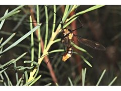 Leptotarsus clavatus