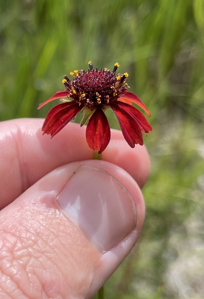 Grassleaf Coneflower