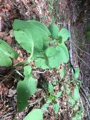 Lathraea clandestina