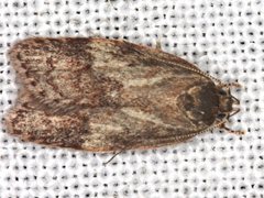 Garrha limbata