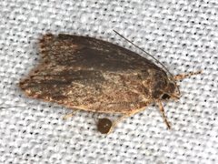 Garrha limbata