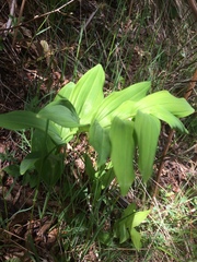 Lathraea clandestina