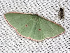 Chlorocoma cadmaria
