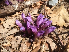 Lathraea clandestina