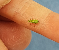 Polydrusus pterygomalis