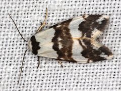 Thallarcha albicollis