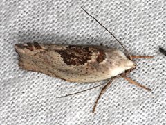 Tymbophora peltastis