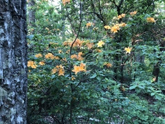 Rhododendron calendulaceum