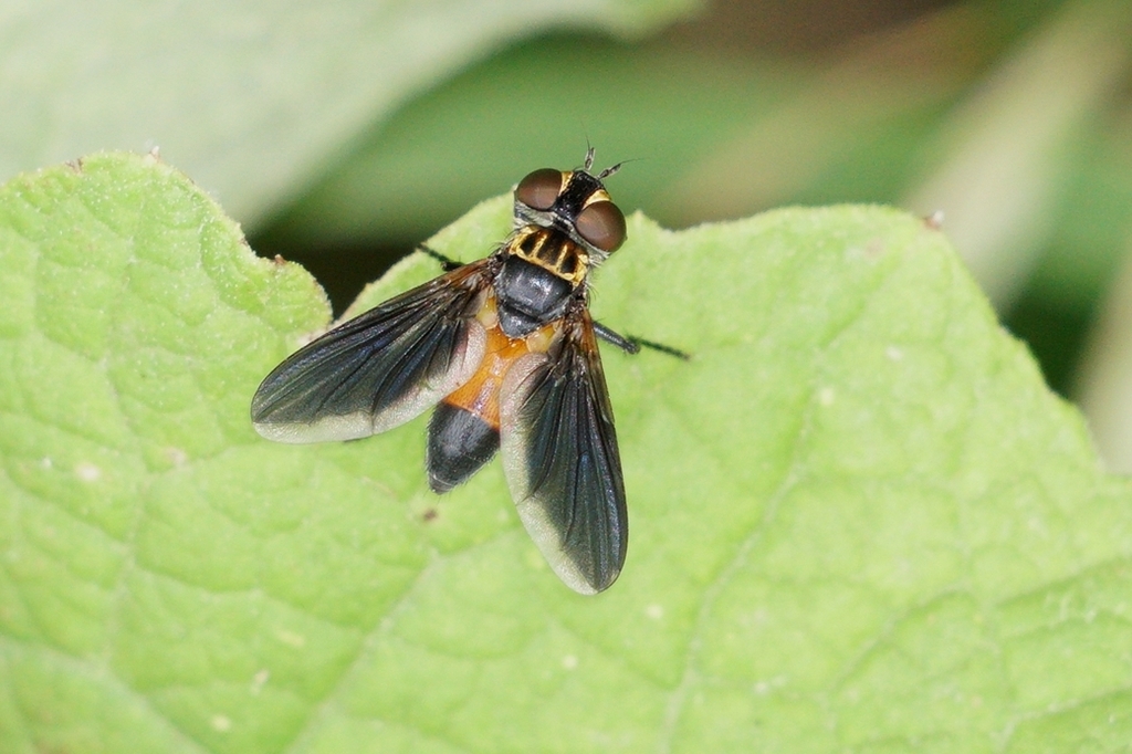 Swift Feather-legged Fly from Storm Lake, IA 50588, USA on June 18 ...