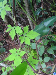 Cardiospermum grandiflorum