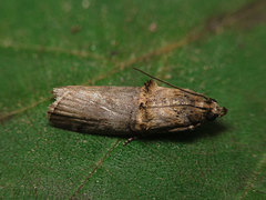 Trachonitis cristella