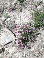 Erica umbellata