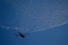 Nephila