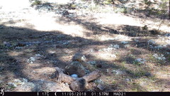 Sciurus nayaritensis apache