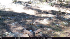 Sciurus nayaritensis apache