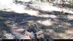 Sciurus nayaritensis apache