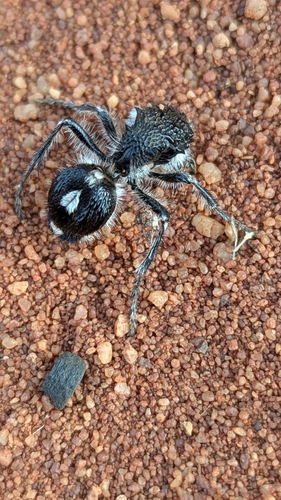 Bothriomutilla rugicollis