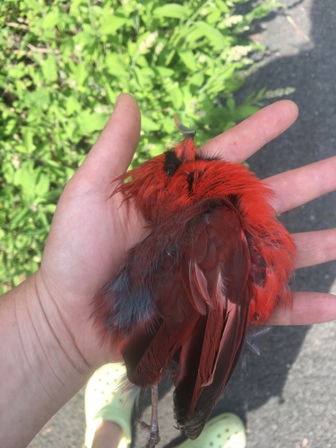 Northern Cardinal photographed in New York