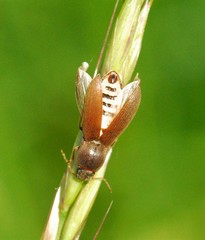Agriotes sputator