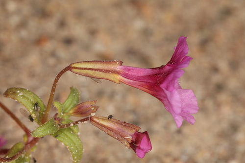 Image of Erythranthe rhodopetra by (c) Steve Matson, some rights reserved (CC BY)
