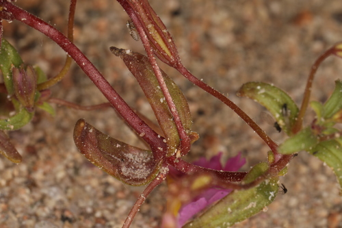 Image of Erythranthe rhodopetra by (c) Steve Matson, some rights reserved (CC BY)