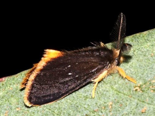 Oligeria hemicalla Lower, 1905