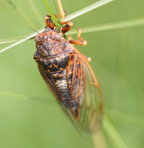 Prairie Cicada