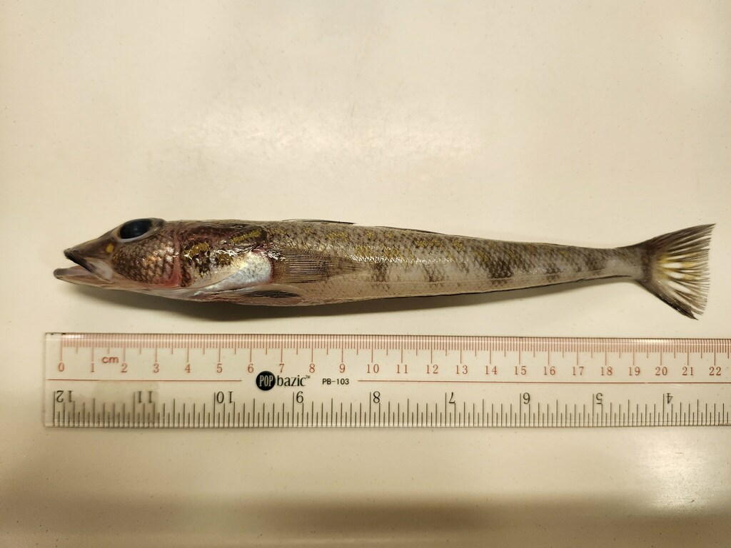 Blotched Duckbill