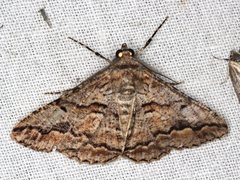 Gastrinodes bitaeniaria