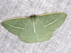 Chlorocoma stereota