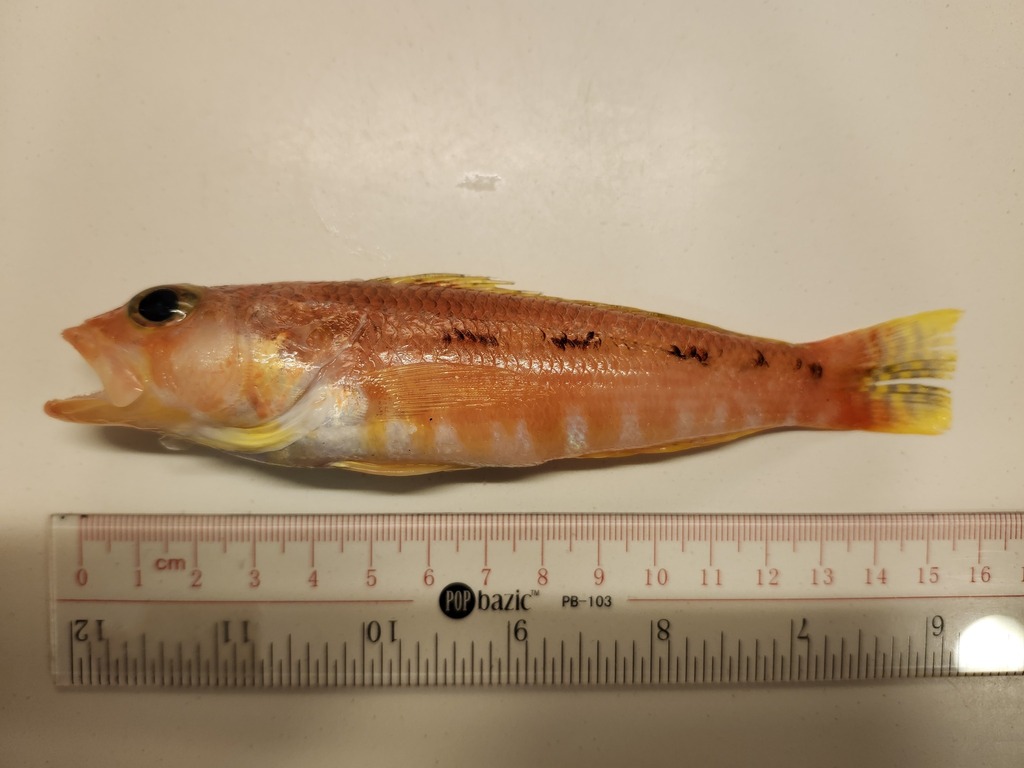 Spotted perchlet (Chelidoperca pleurospilus) — Serranidae