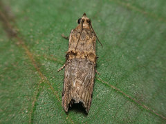 Trachonitis cristella