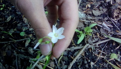 Claytonia