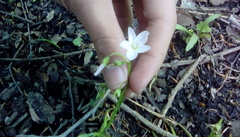 Claytonia