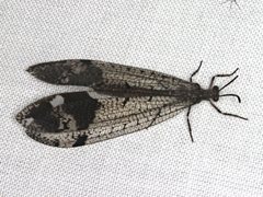 Glenoleon pulchellus