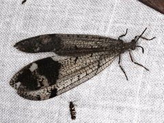 Glenoleon pulchellus