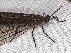 Glenoleon pulchellus