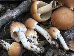 Candolleomyces candolleanus