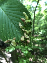 Tetraneura