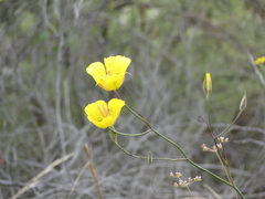 Calochortus weedii