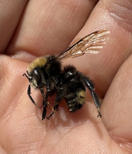 iNaturalist observation photo of California Bumble Bee