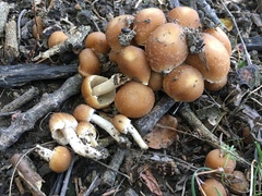 Candolleomyces candolleanus